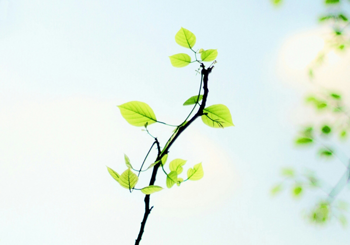 【萊沃醫(yī)療：知識(shí)分享】植樹(shù)節(jié)：“植”此青綠，擁抱春天，鼻炎黨速看，不踩雷！